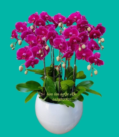 Chậu lan hồ điệp chia buồn - HTL 002