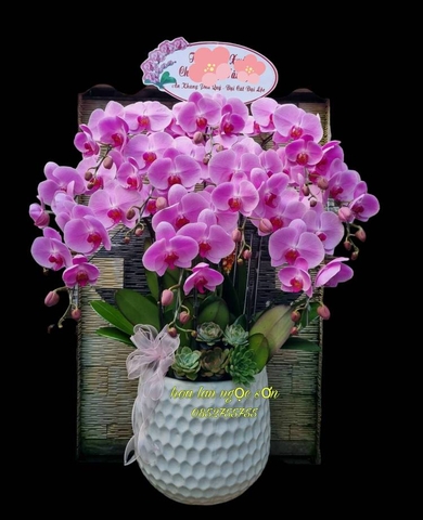 Chậu lan hồ điệp hồng - HDH 004