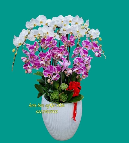 Chậu lan hồ điệp đột biến - HLD 008