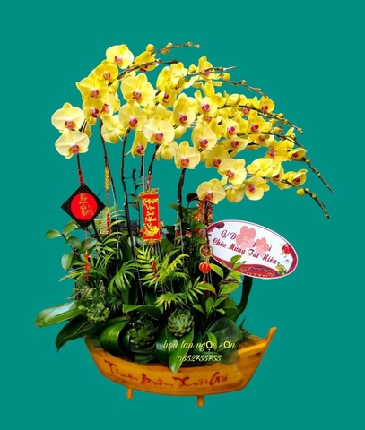 Chậu lan hồ điệp thuyền gỗ - LT 010