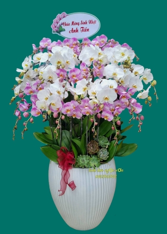 Chậu lan hồ điệp đa sắc - HDS 014