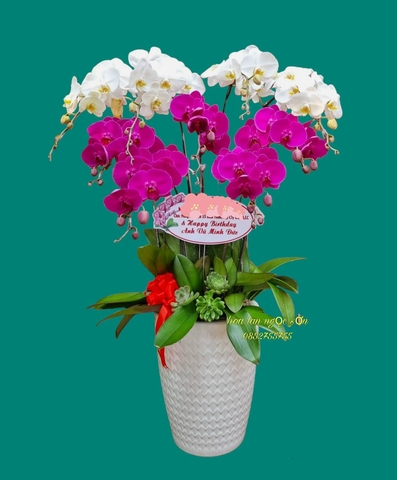 Chậu hoa lan hồ điệp đa sắc - HDS 012