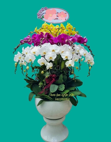 Chậu lan hồ điệp đa sắc - HDS 013