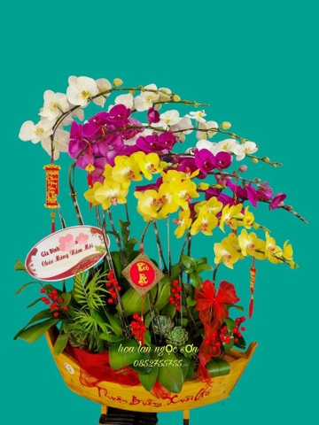 Chậu lan hồ điệp đa sắc - HDS 011