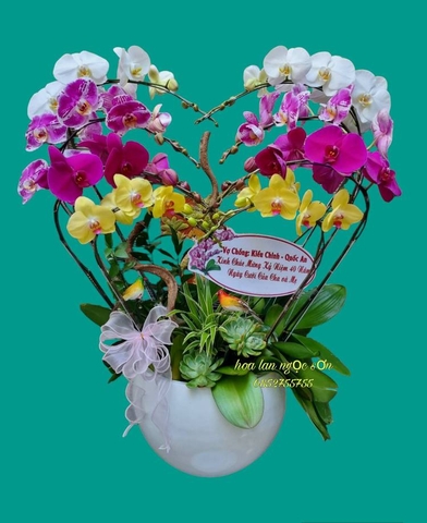 Chậu lan hồ điệp đa sắc - HDS 010