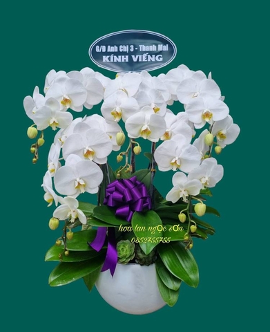 Chậu lan hồ điệp chia buồn - HTL 001