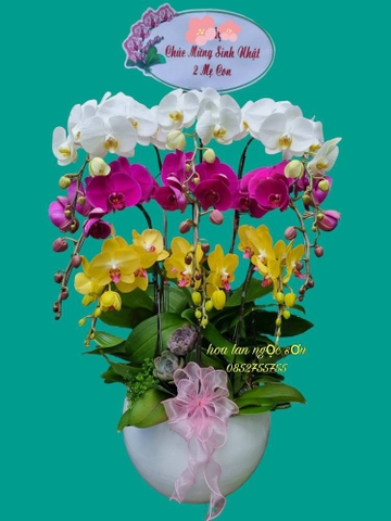 Chậu lan hồ điệp đa sắc - HDS 008