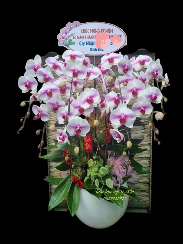 Chậu lan hồ điệp hồng - HDH 008