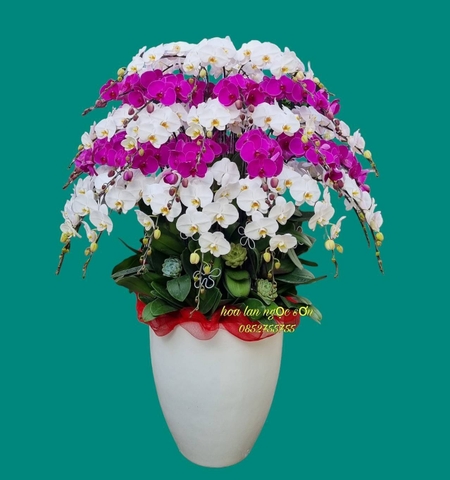 Chậu lan hồ điệp đa sắc - HDS 006
