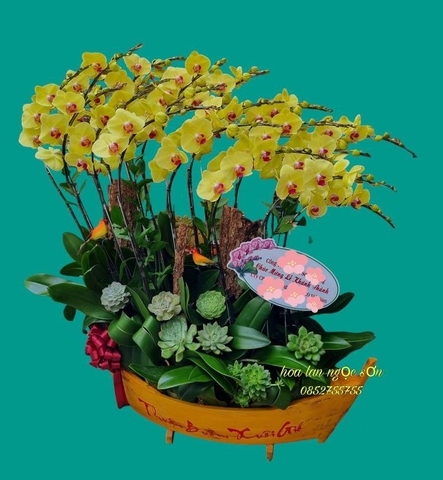 Chậu lan hồ điệp thuyền gỗ - LT 006