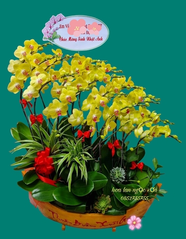 Chậu lan hồ điệp thuyền gỗ - LT 005