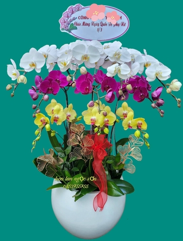 Chậu lan hồ điệp đa sắc - HDS 005