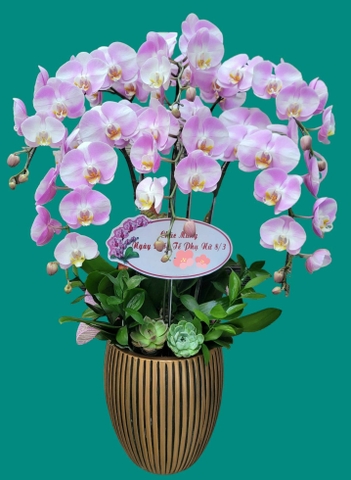 Chậu lan hồ điệp hồng - HDH 007