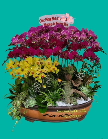 Chậu lan hồ điệp đa sắc BONSAI - HDS 004