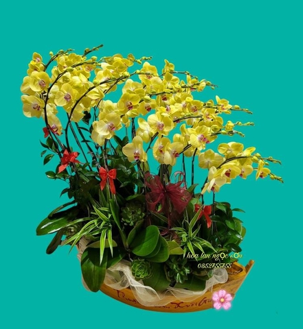 Chậu lan hồ điệp thuyền gỗ - LT 003