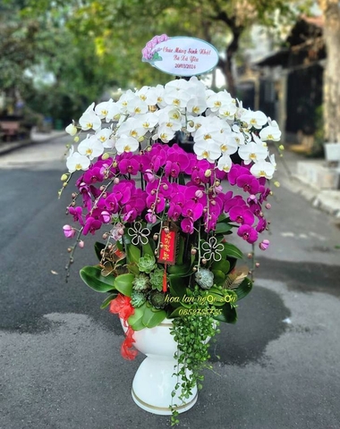 Chậu lan hồ điệp đa sắc - HDS 002