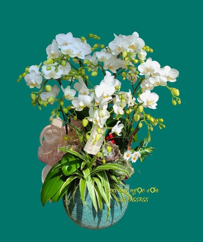 Chậu lan hồ điệp mini - HDM 014