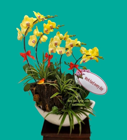 Chậu lan hồ điệp thuyền gỗ - LT 002