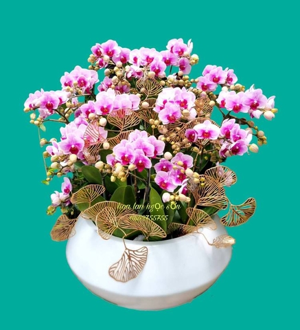 Chậu lan hồ điệp mini - HDM 013