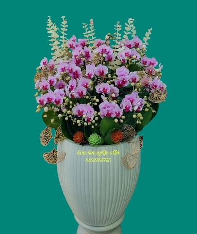 Chậu lan hồ điệp mini - HDM 012
