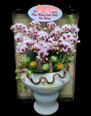 Chậu lan hồ điệp mini - HDM 011