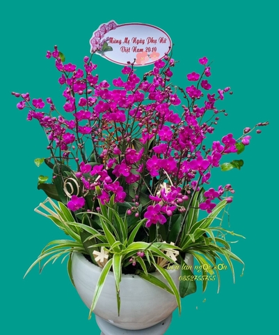 Chậu lan hồ điệp mini - HDM 010