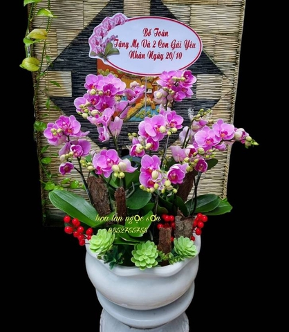 Chậu lan hồ điệp mini - HDM 009