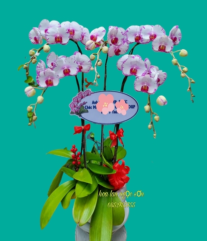 Chậu lan hồ điệp đột biến - HLD 011