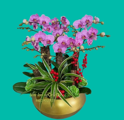 Chậu lan hồ điệp mini - HDM 008