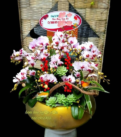 Lan hồ điệp bonsai - HDB 003