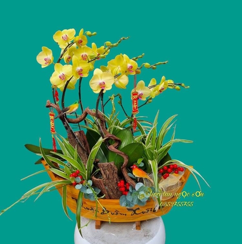 Chậu lan hồ điệp thuyền - LT 001