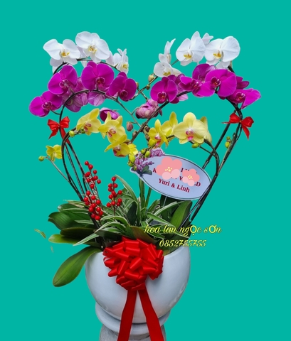 Chậu lan hồ điệp đa sắc - HDS 001