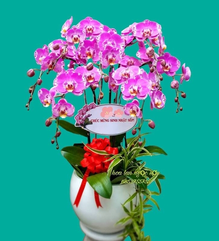 Chậu lan hồ điệp đột biến - HLD 006