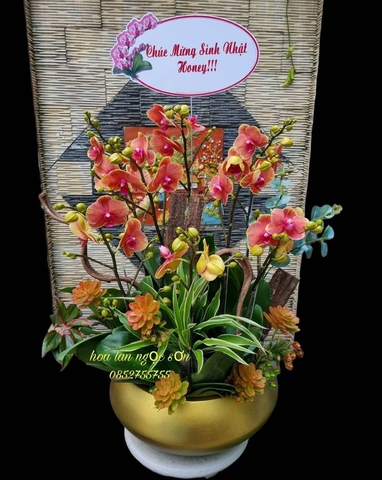 Chậu lan hồ điệp mini - HDM 005