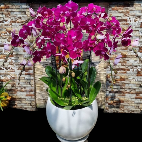 Chậu lan hồ điệp đột biến - HLD 007