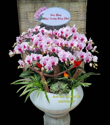 lan hồ điệp bonsai - HDB 001