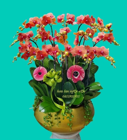 Chậu hoa lan hồ điệp mini - HDM 003