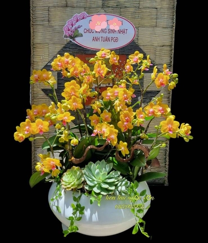 Chậu hoa lan hồ điệp mini - HDM 002