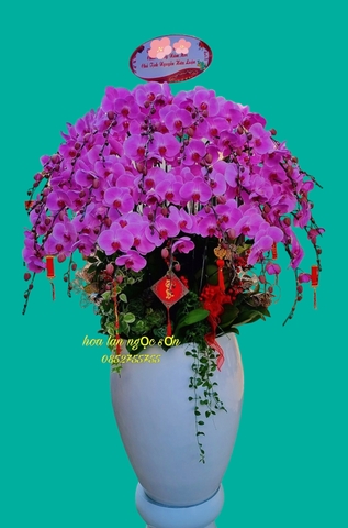 chậu lan hồ điệp hồng - HDH 001