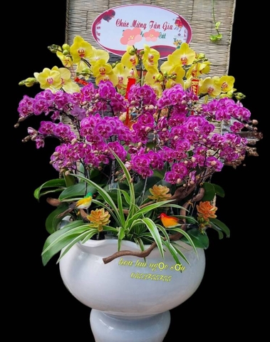 Chậu hoa lan hồ điệp mini - HDM 006