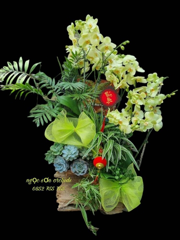 Lan hồ điệp lũa - HDL 002