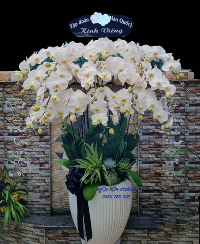 Chậu lan hồ điệp chia buồn - HTL 006