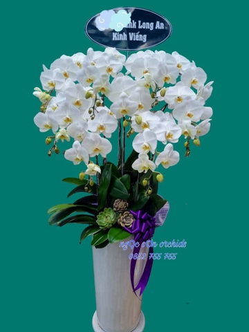 Chậu lan hồ điệp chia buồn - HTL 007