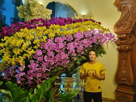 Lan hồ điệp lũa - HDL 001