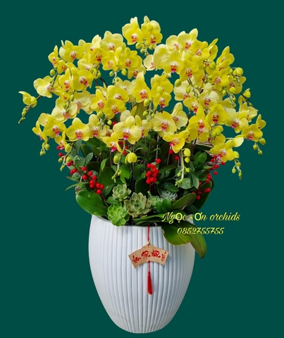 Chậu lan hồ điệp vàng - HDV 009