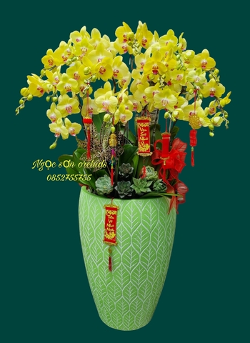 Chậu lan hồ điệp vàng - HDV 014