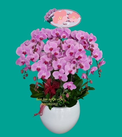 Chậu hoa lan hồ điệp hồng _ HDH 006