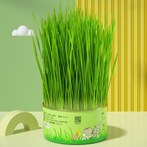 Lon Trồng Cỏ Mèo Tươi Thủy Canh Tiện Lợi