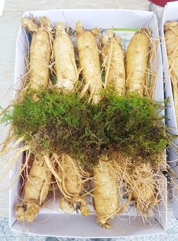 Sâm tươi Hàn Quốc cỡ 10 củ/kg loại VIP