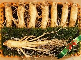 Sâm tươi Hàn Quốc cỡ 7 củ/kg loại VIP